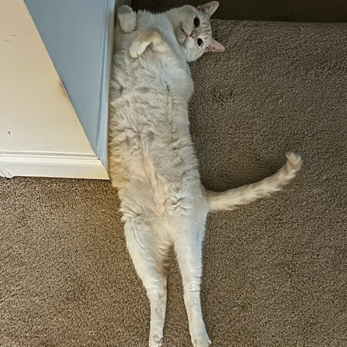Pawsome Cat Sitting