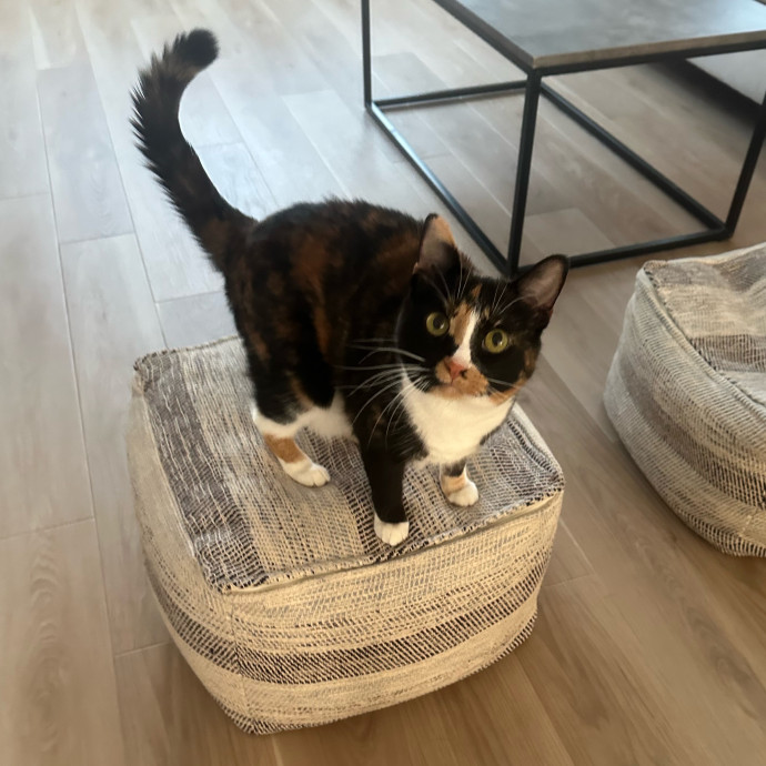 Pawsome Cat Sitting