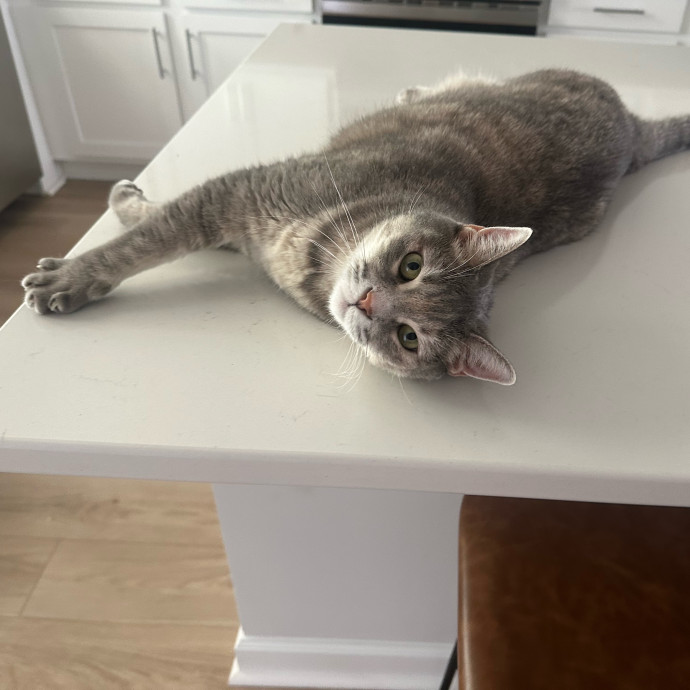 Pawsome Cat Sitting