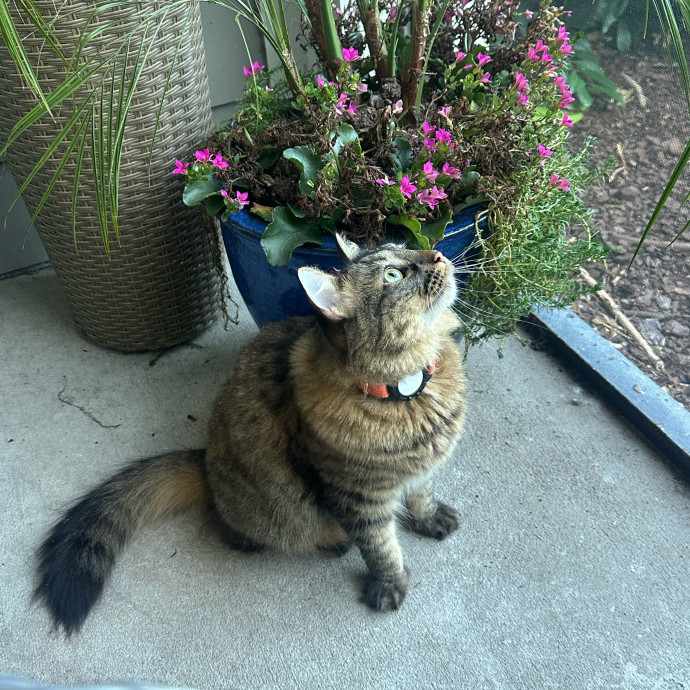 Pawsome Cat Sitting