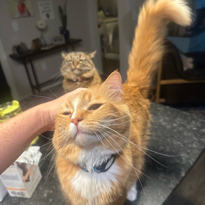 Pawsome Cat Sitting photo 3