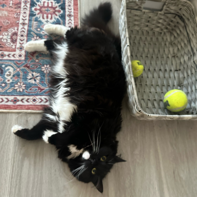 Pawsome Cat Sitting photo 2