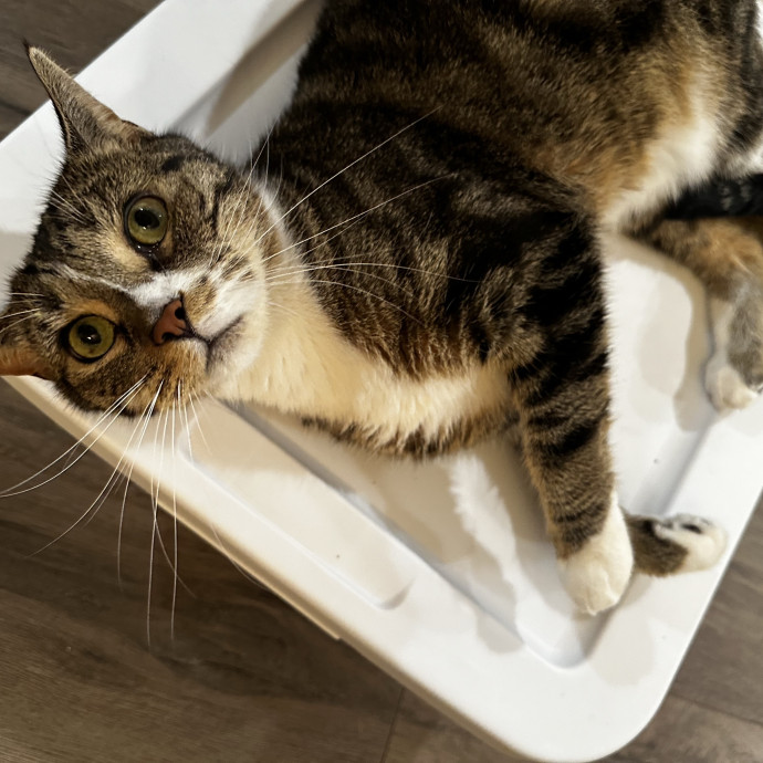 Cat Sitter With Multi Cat Experience