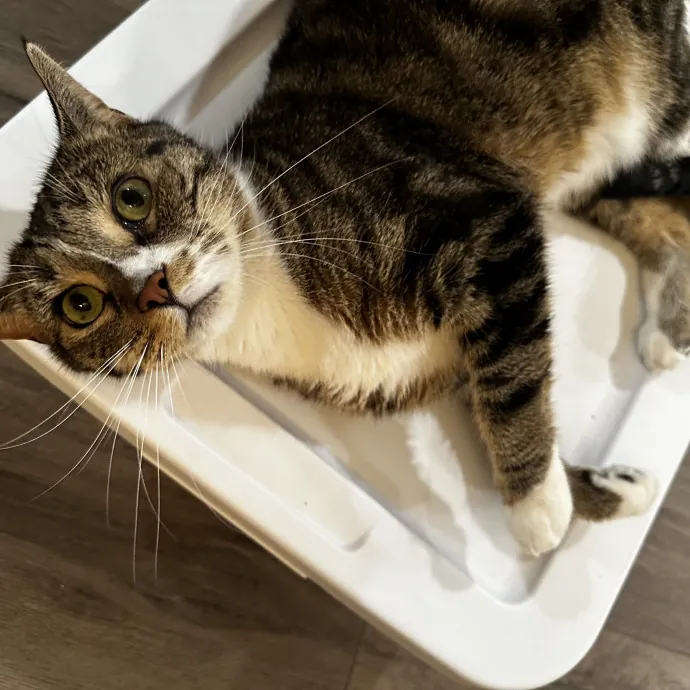 Cat Sitter With Multi Cat Experience