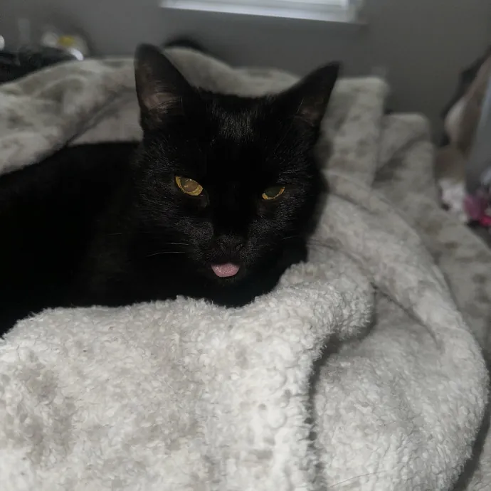 Cat Sitter With Multi Cat Experience