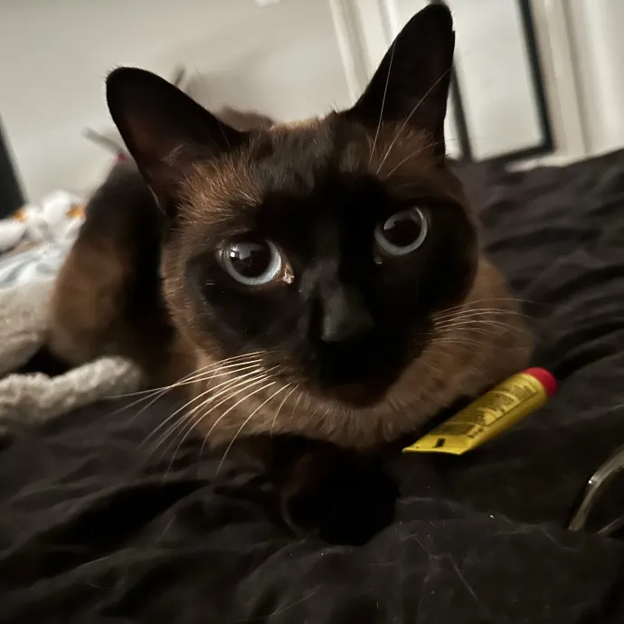 Cat Sitter With Multi Cat Experience