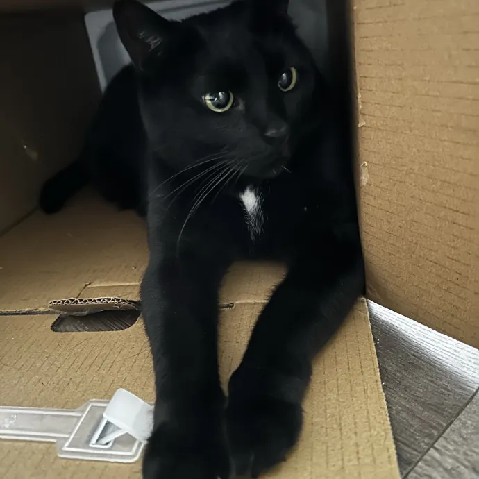 Cat Sitter With Multi Cat Experience