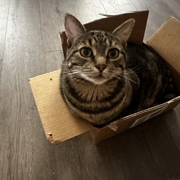 Cat Sitter With Multi Cat Experience