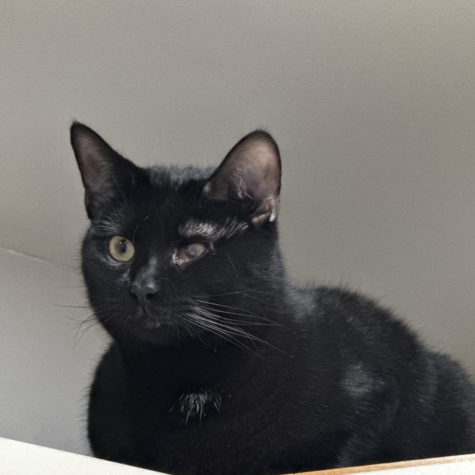 Cat Sitter With Multi Cat Experience