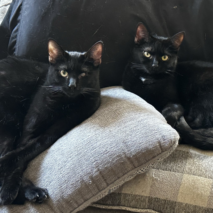 Cat Sitter With Multi Cat Experience