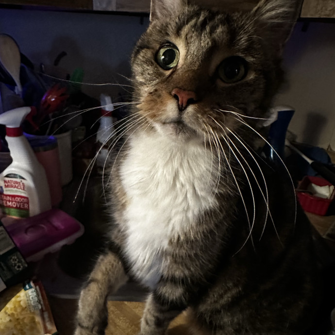 Cat Sitter With Multi Cat Experience