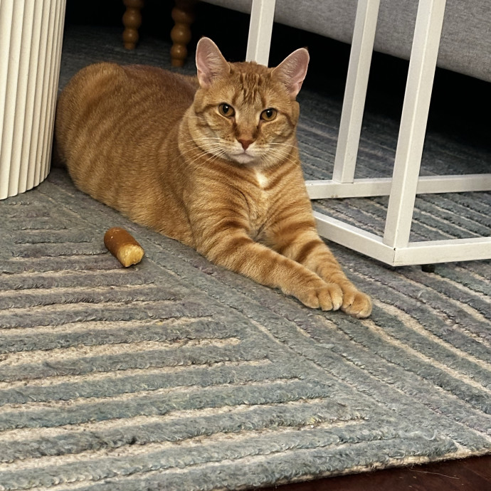 Cat Sitter With Multi Cat Experience
