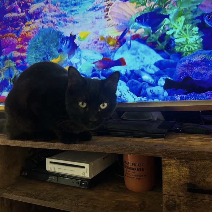 Cat Sitter With Multi Cat Experience