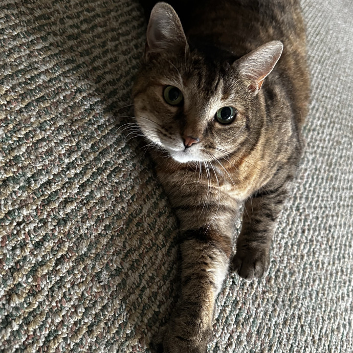Cat Sitter With Multi Cat Experience