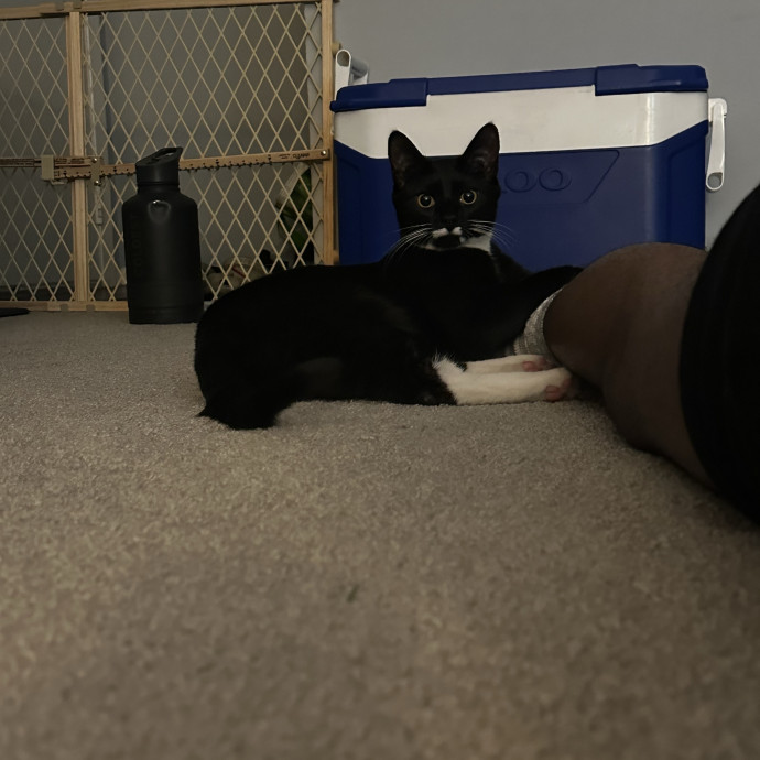 Cat Sitter With Multi Cat Experience