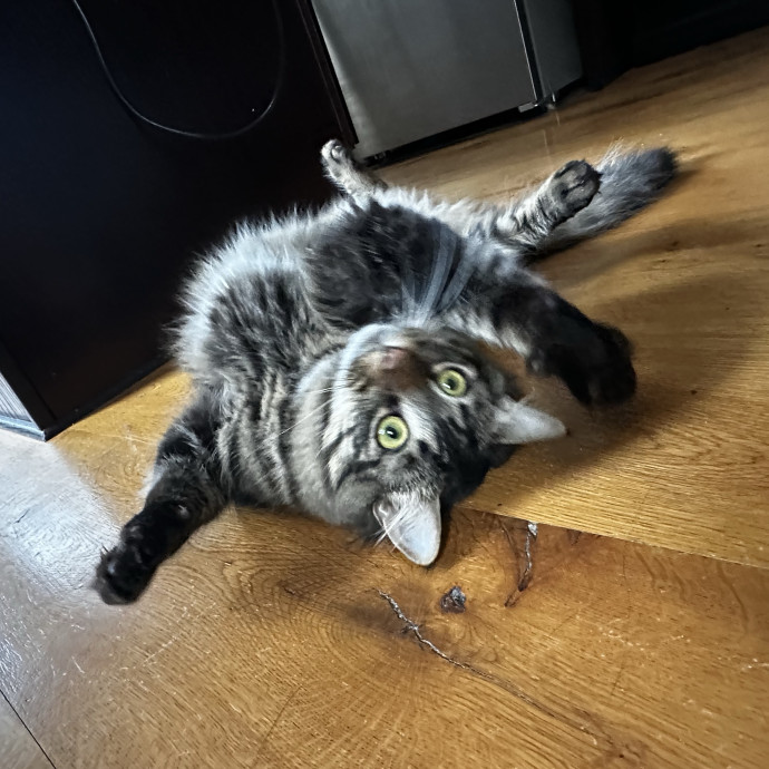 Cat Sitter With Multi Cat Experience