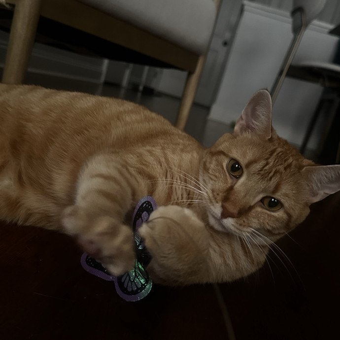 Cat Sitter With Multi Cat Experience photo 3
