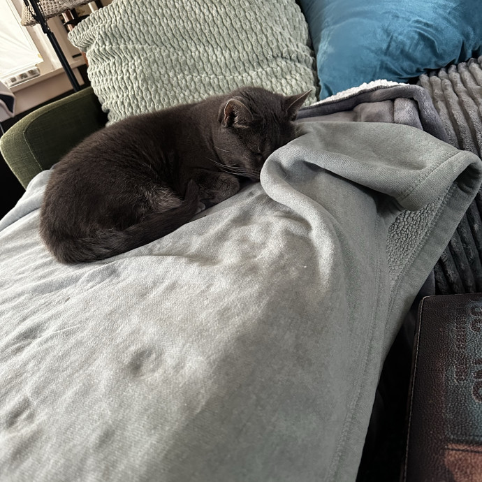Cat Sitter With Multi Cat Experience photo 2