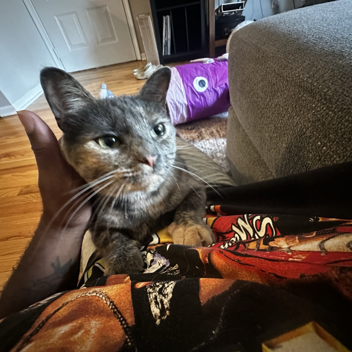 Cat Sitter With Multi Cat Experience