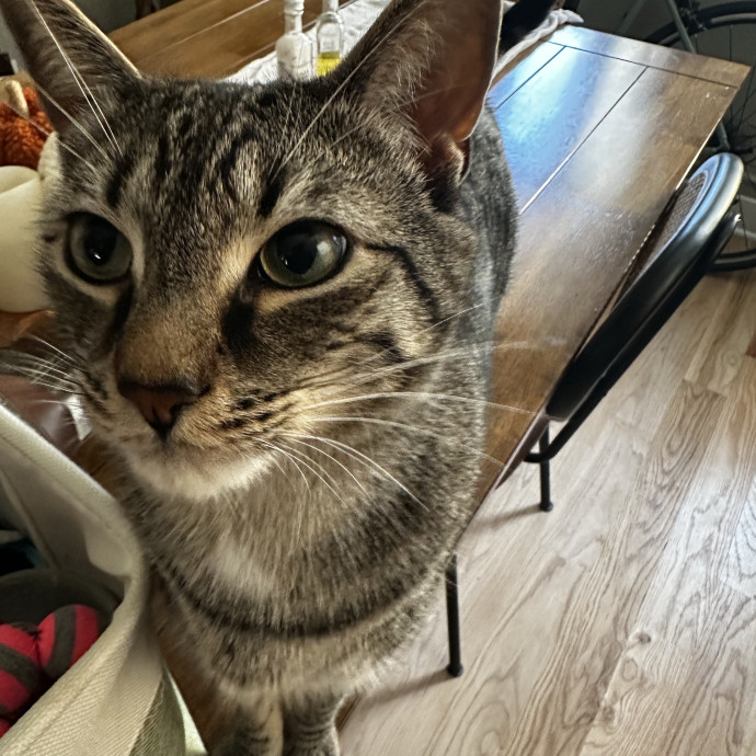 Cat Sitter With Multi Cat Experience