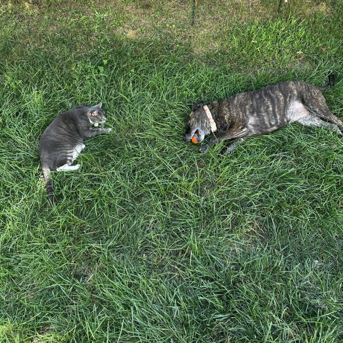 Cat Sitter With Multi Cat Experience