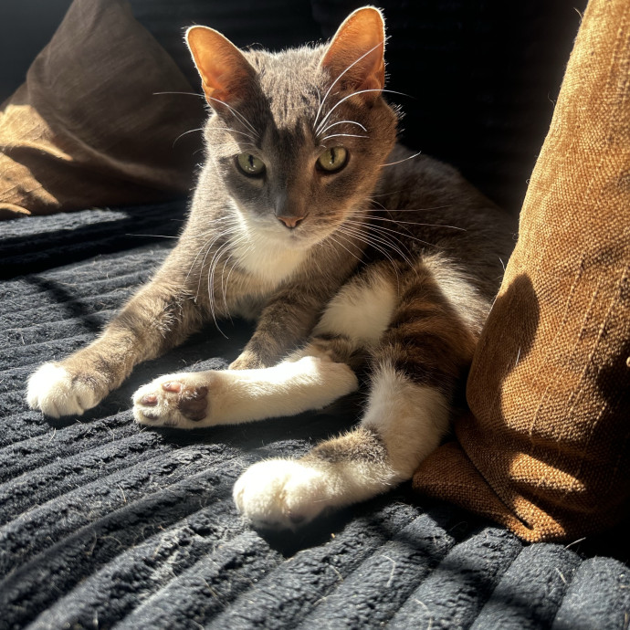 Cat Sitter With Multi Cat Experience photo 3