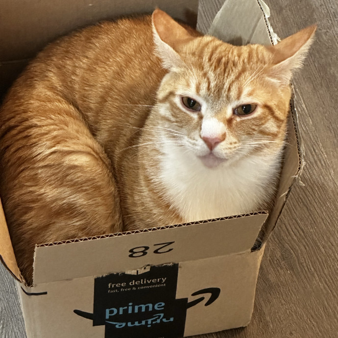 Cat Sitter With Multi Cat Experience photo 2