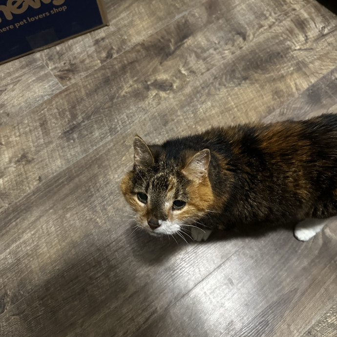 Cat Sitter With Multi Cat Experience