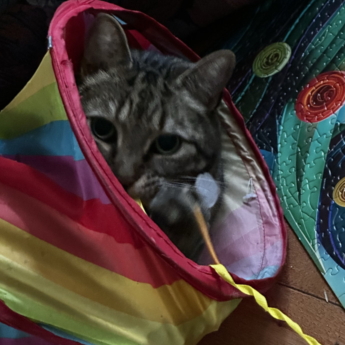Cat Sitter With Multi Cat Experience