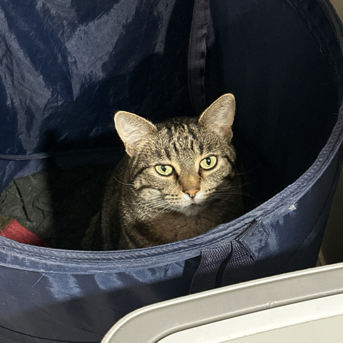 Cat Sitter With Multi Cat Experience
