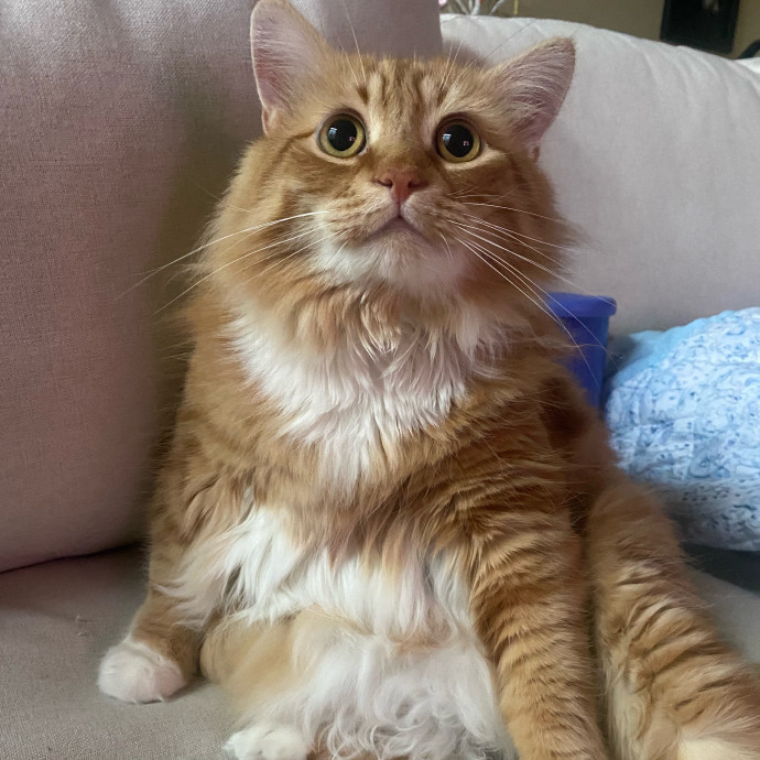 Your Future Loving Catsitter photo 3