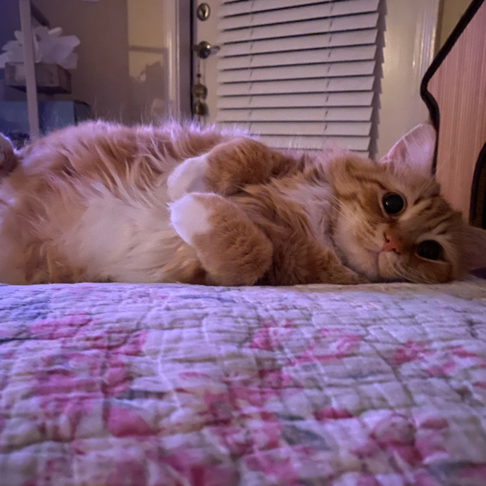 Your Future Loving Catsitter photo 2