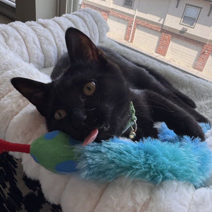 Cat Mom With Flexible Availability photo 3