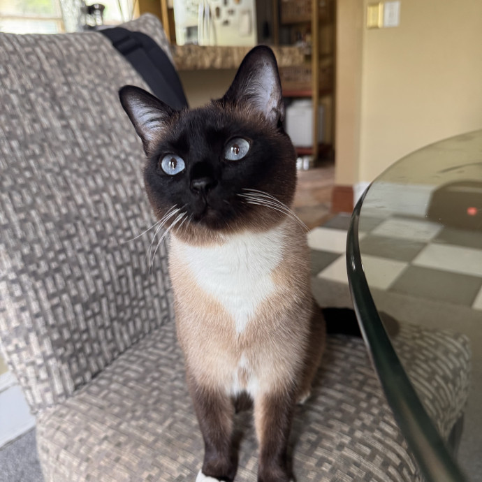 Cat Mom With Flexible Availability photo 2