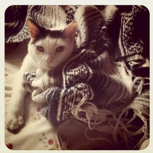 Rachel's Philly Kitty Tlc