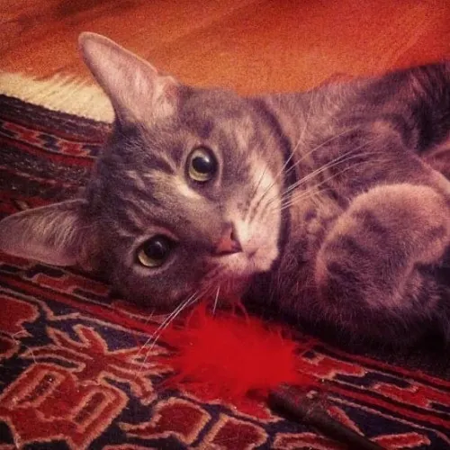 Rachel's Philly Kitty Tlc