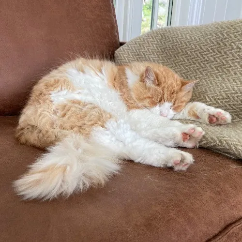 Rachel's Philly Kitty Tlc