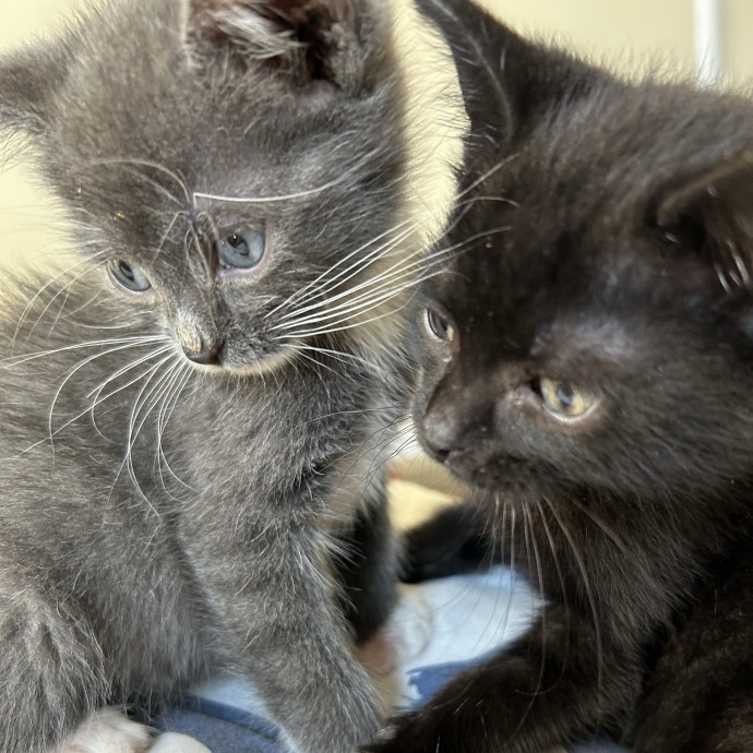 Rachel's Philly Kitty Tlc