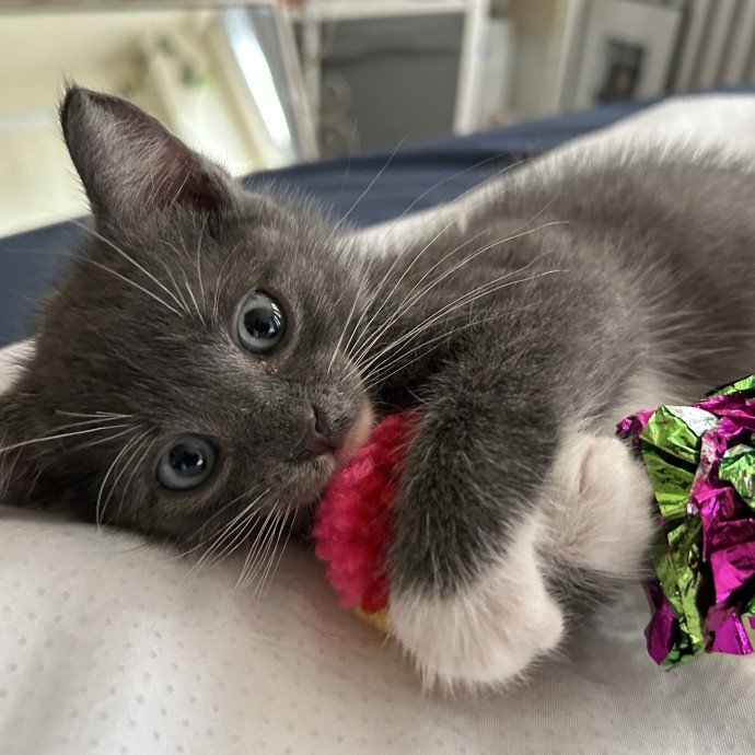 Rachel's Philly Kitty Tlc