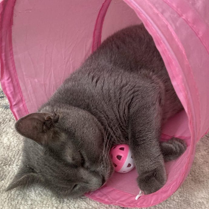 Rachel's Philly Kitty Tlc photo 3