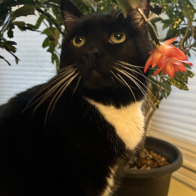 Rachel's Philly Kitty Tlc photo 2