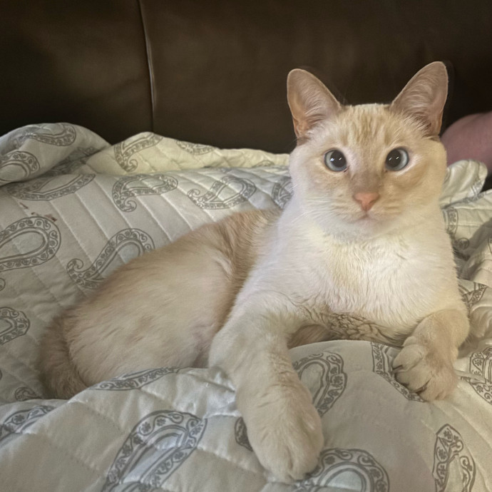 Claire's Cat Care Chicago