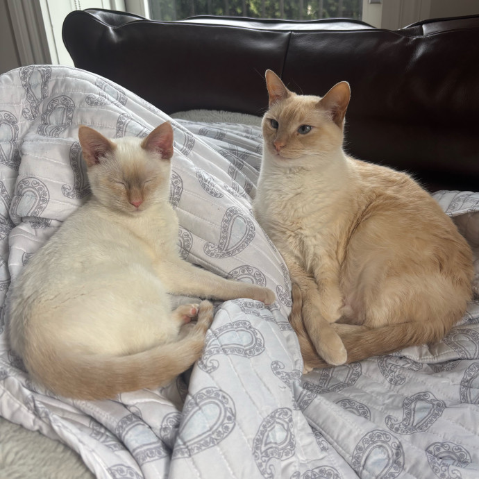 Claire's Cat Care Chicago