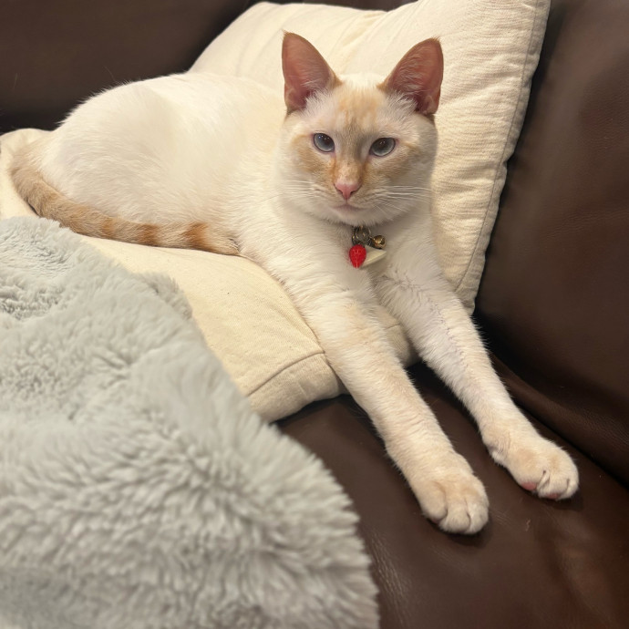 Claire's Cat Care Chicago