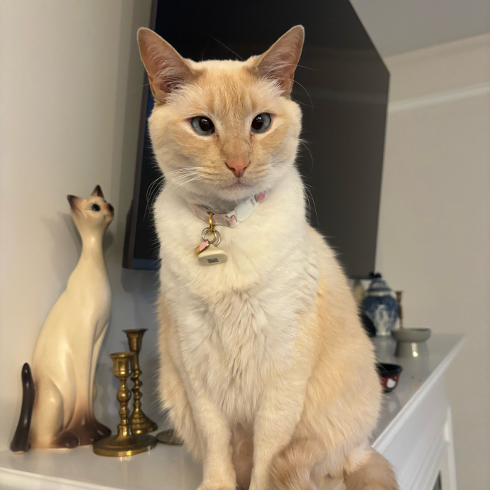 Claire's Cat Care Chicago photo 3