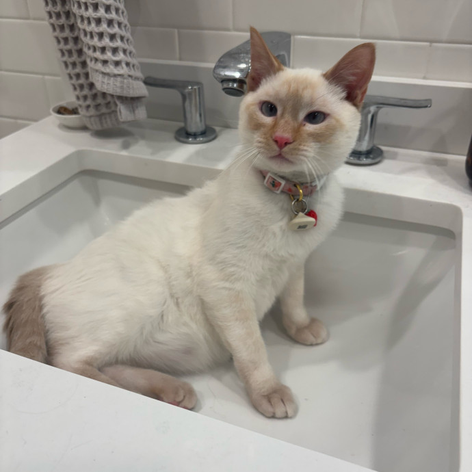 Claire's Cat Care Chicago photo 2