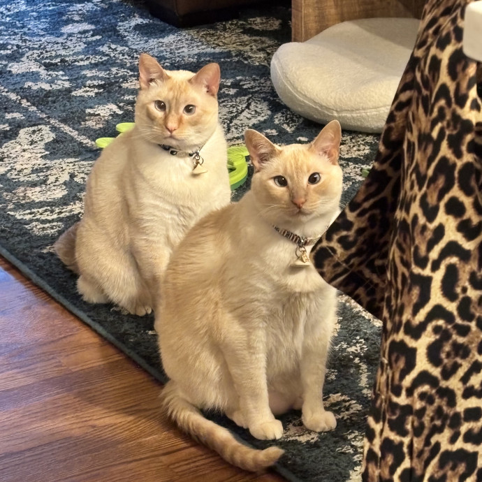 Claire's Cat Care Chicago photo 2