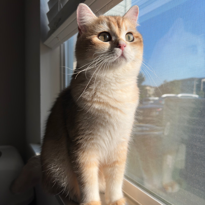 Your Trusted Sitter