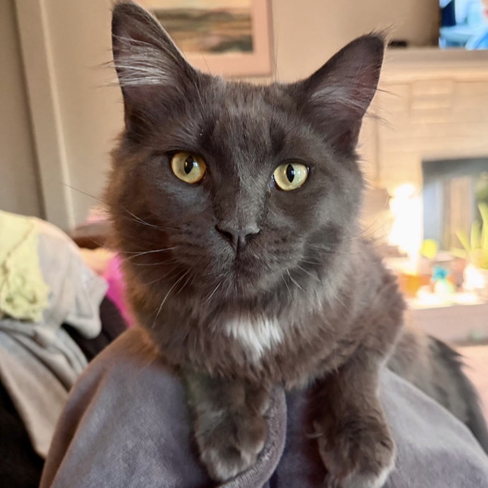 Rachel's Cat Care photo 3