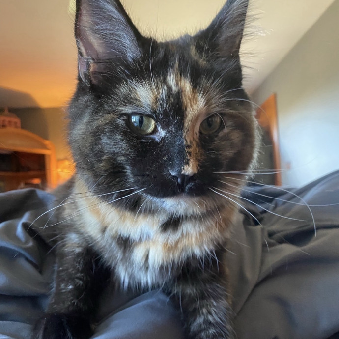 Rachel's Cat Care photo 2